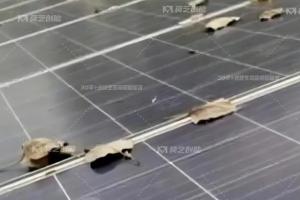 香蕉在线观看一鍵解析工商業分布式光伏電站秋季運維策略